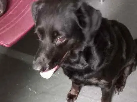Cachorro raça Labrador mix srd  idade 2 anos nome Luna Linda 