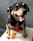 Cachorro raça Pinscher com srd idade 1 ano nome Spike lindo porteP