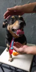 Cachorro raça Pinscher com srd idade 1 ano nome Spike lindo porteP