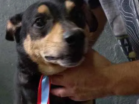 Cachorro raça Pinscher com srd idade 1 ano nome Spike lindo porteP