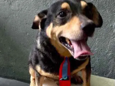 Cachorro raça Pinscher com srd idade 1 ano nome Spike lindo porteP