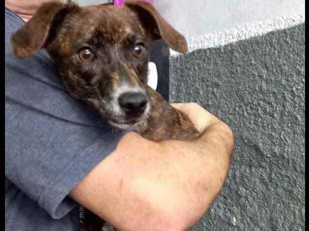 Cachorro raça Pinscher mix srd  idade 7 a 11 meses nome Molly bb Linda 