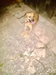 Cachorro raça Srd idade 1 ano nome Melissa um doce 