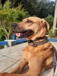 Cachorro raça Srd idade 1 ano nome Melissa um doce 