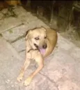 Cachorro raça Srd idade 1 ano nome Melissa um doce 