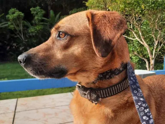 Cachorro raça Srd idade 1 ano nome Melissa um doce 