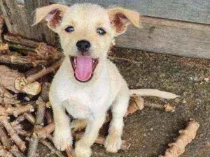 Cachorro raça Srd idade Abaixo de 2 meses nome Rick