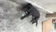 Neguinho