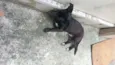 Neguinho