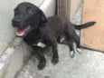 Neguinho
