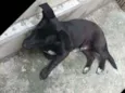 Neguinho