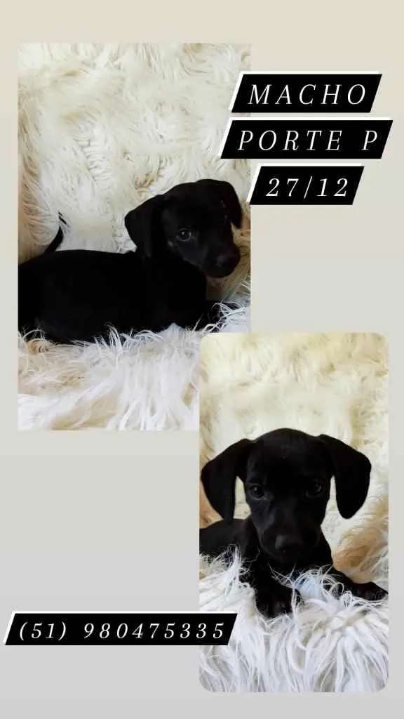 Cachorro ra a Srd idade Abaixo de 2 meses nome JACK