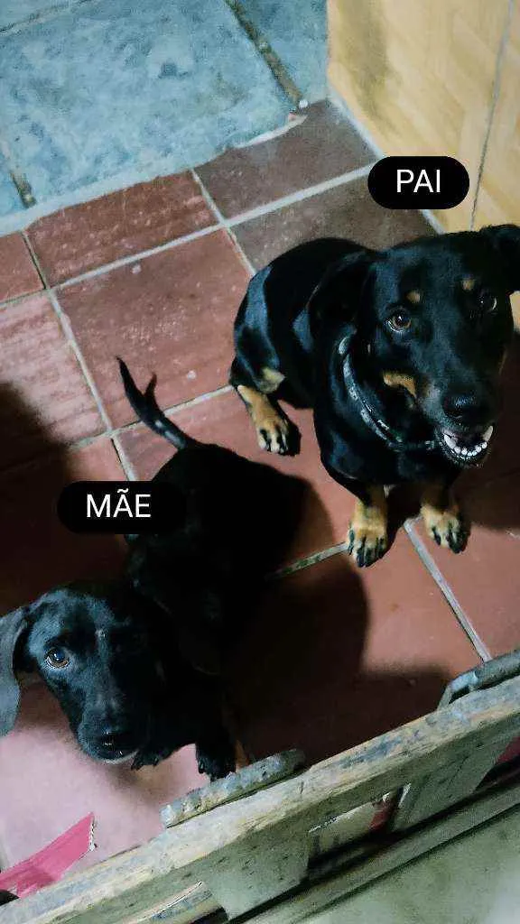 Cachorro ra a Srd idade Abaixo de 2 meses nome JACK