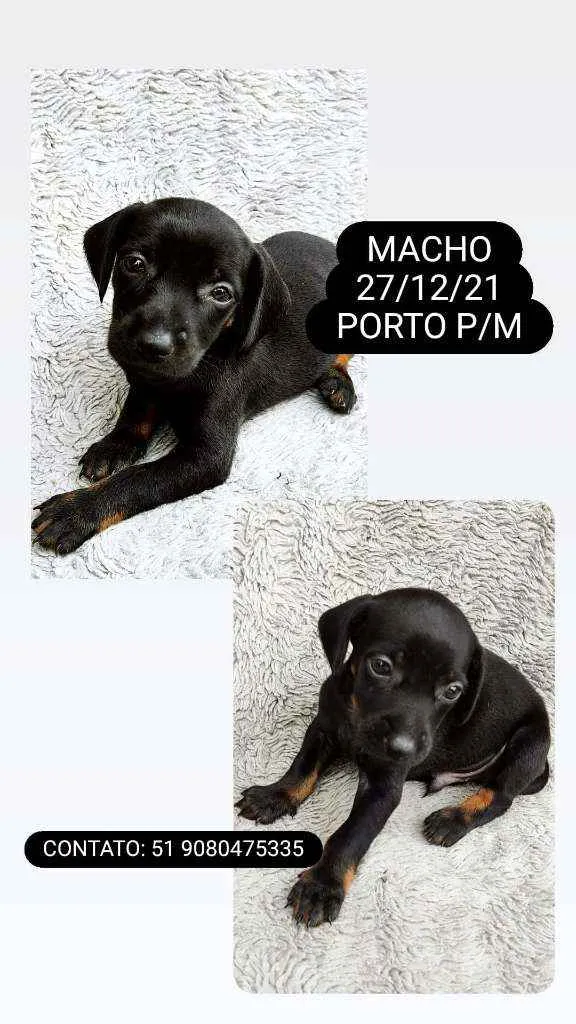 Cachorro ra a Srd idade Abaixo de 2 meses nome JACK