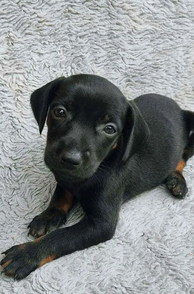 Cachorro ra a Srd idade Abaixo de 2 meses nome JACK