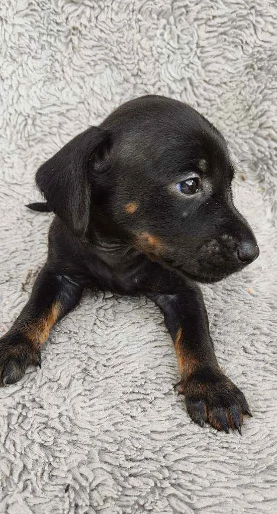 Cachorro ra a Srd idade Abaixo de 2 meses nome JACK