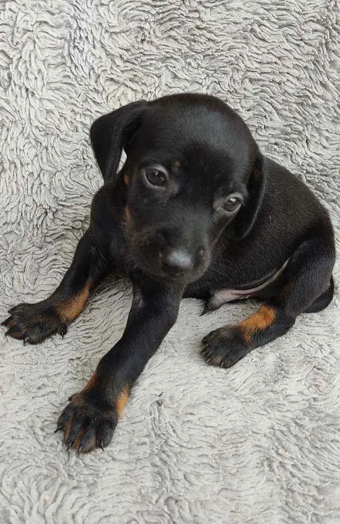 Cachorro ra a Srd idade Abaixo de 2 meses nome JACK