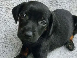 Cachorro raça Srd idade Abaixo de 2 meses nome JACK