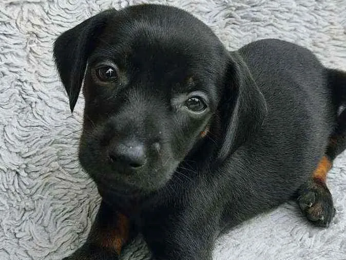 Cachorro ra a Srd idade Abaixo de 2 meses nome JACK