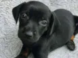 JACK