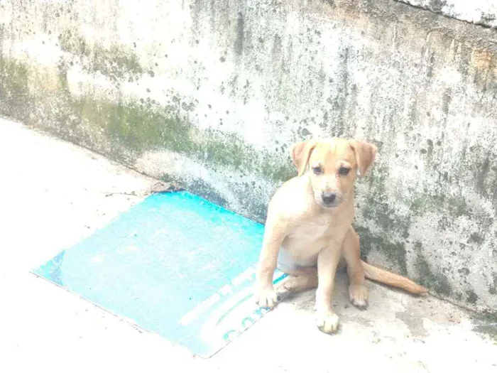 Cachorro ra a Sem raça definida idade 2 a 6 meses nome Sem nomes