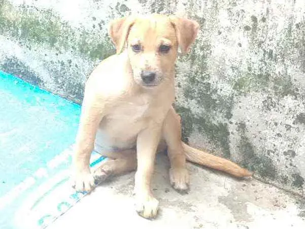 Cachorro ra a Sem raça definida idade 2 a 6 meses nome Sem nomes