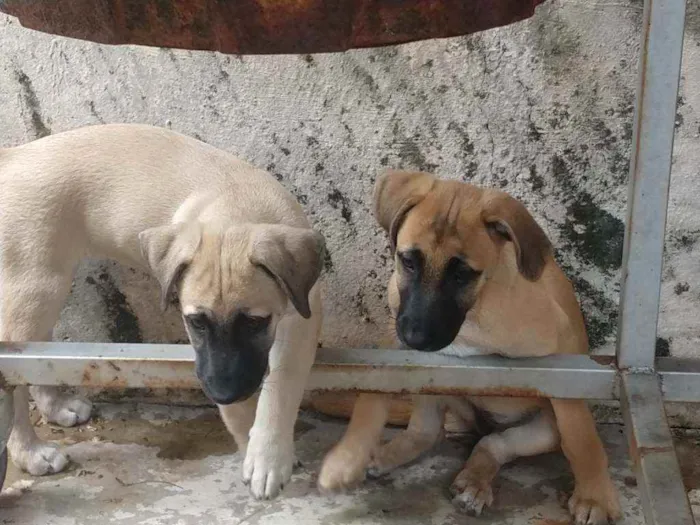 Cachorro ra a Sem raça definida idade 2 a 6 meses nome Sem nomes