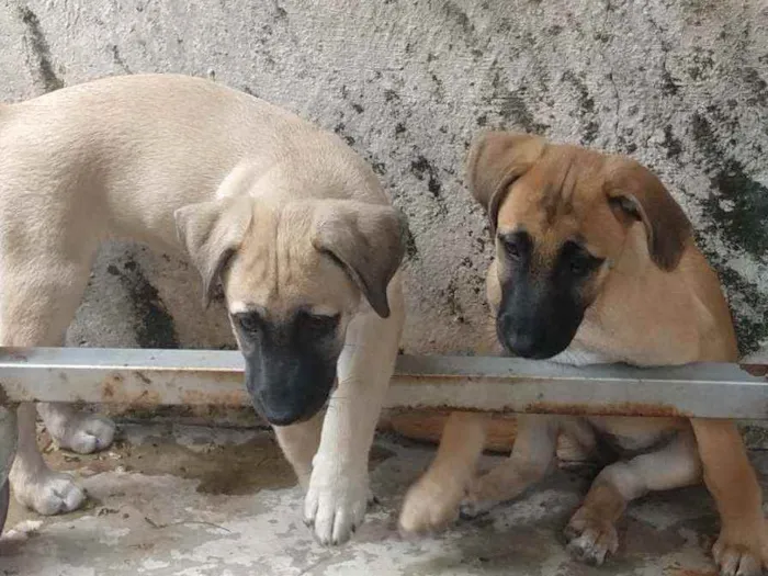 Cachorro ra a Sem raça definida idade 2 a 6 meses nome Sem nomes