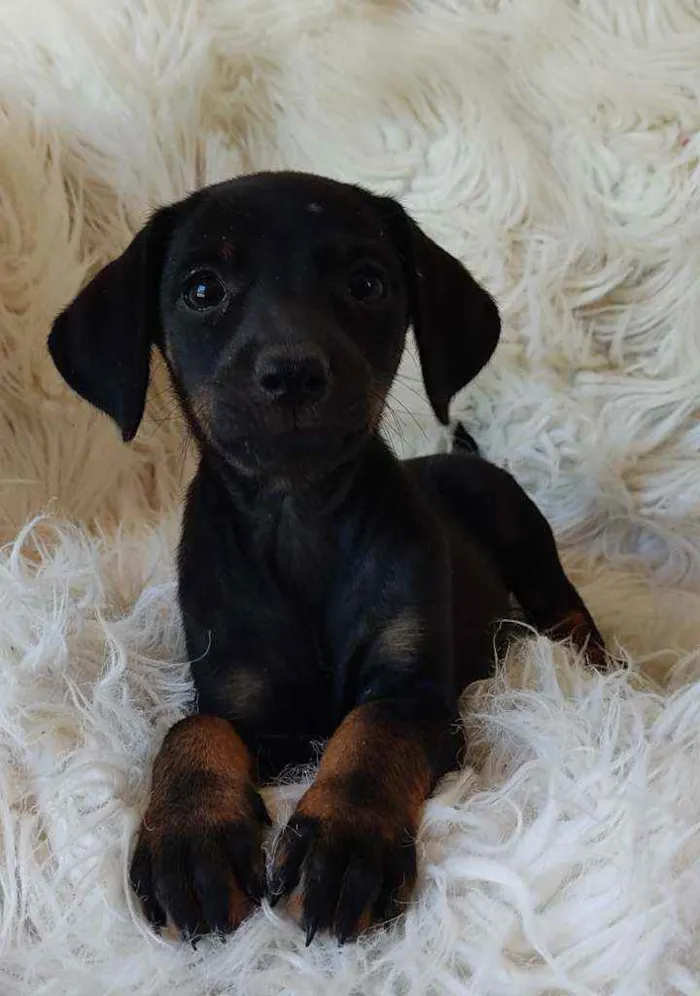 Cachorro ra a Srd idade Abaixo de 2 meses nome Amora