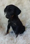 Amora