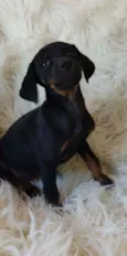 Amora