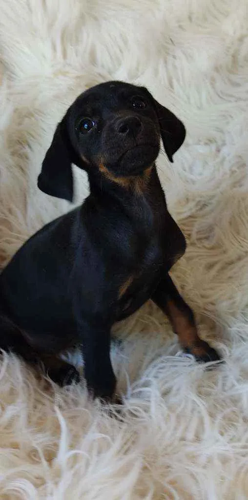 Cachorro ra a Srd idade Abaixo de 2 meses nome Amora
