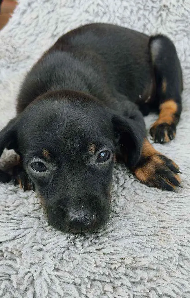 Cachorro ra a Srd idade Abaixo de 2 meses nome Amora