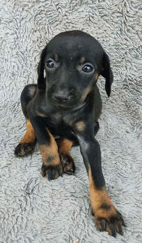 Cachorro ra a Srd idade Abaixo de 2 meses nome Amora