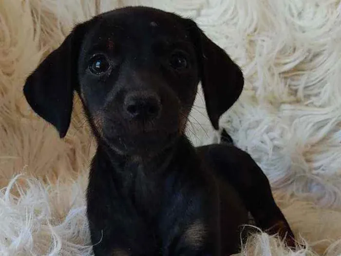 Cachorro ra a Srd idade Abaixo de 2 meses nome Amora