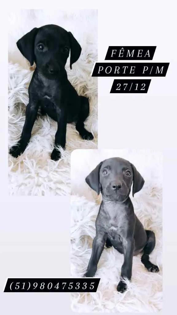 Cachorro ra a SRD idade Abaixo de 2 meses nome Jullieta