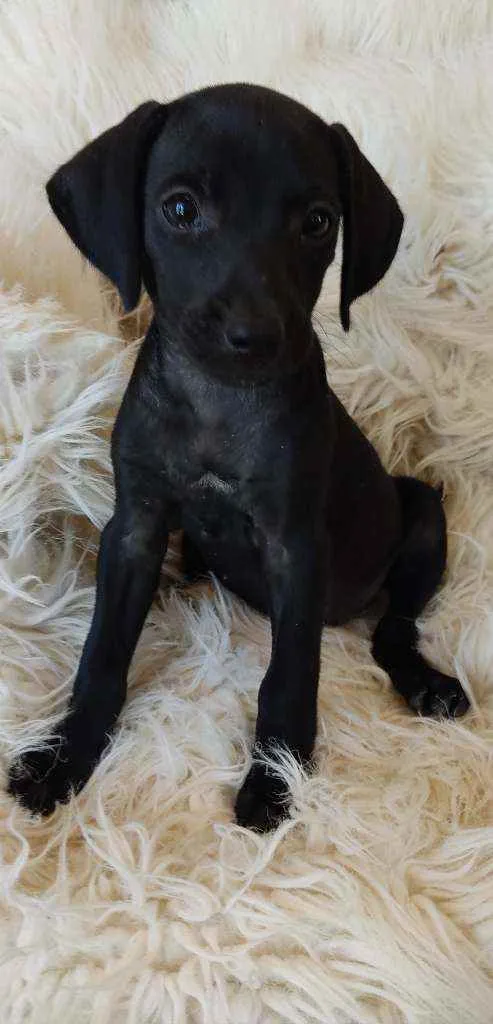 Cachorro ra a SRD idade Abaixo de 2 meses nome Jullieta