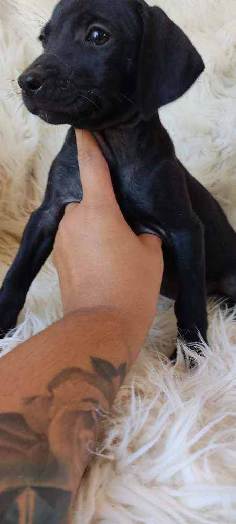 Cachorro ra a SRD idade Abaixo de 2 meses nome Jullieta