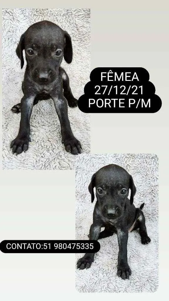 Cachorro ra a SRD idade Abaixo de 2 meses nome Jullieta