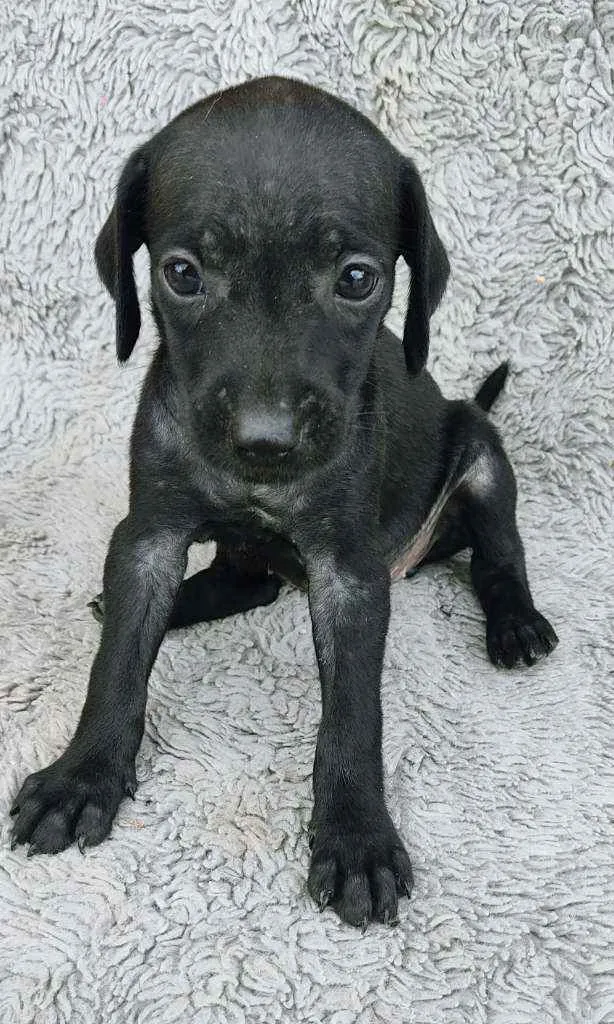 Cachorro ra a SRD idade Abaixo de 2 meses nome Jullieta