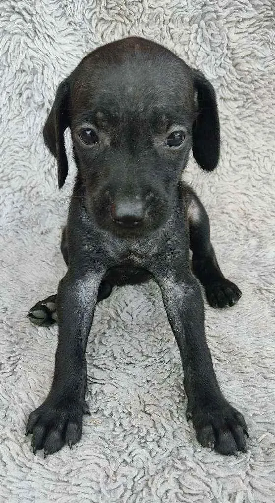 Cachorro ra a SRD idade Abaixo de 2 meses nome Jullieta