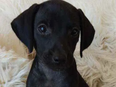 Cachorro ra a SRD idade Abaixo de 2 meses nome Jullieta