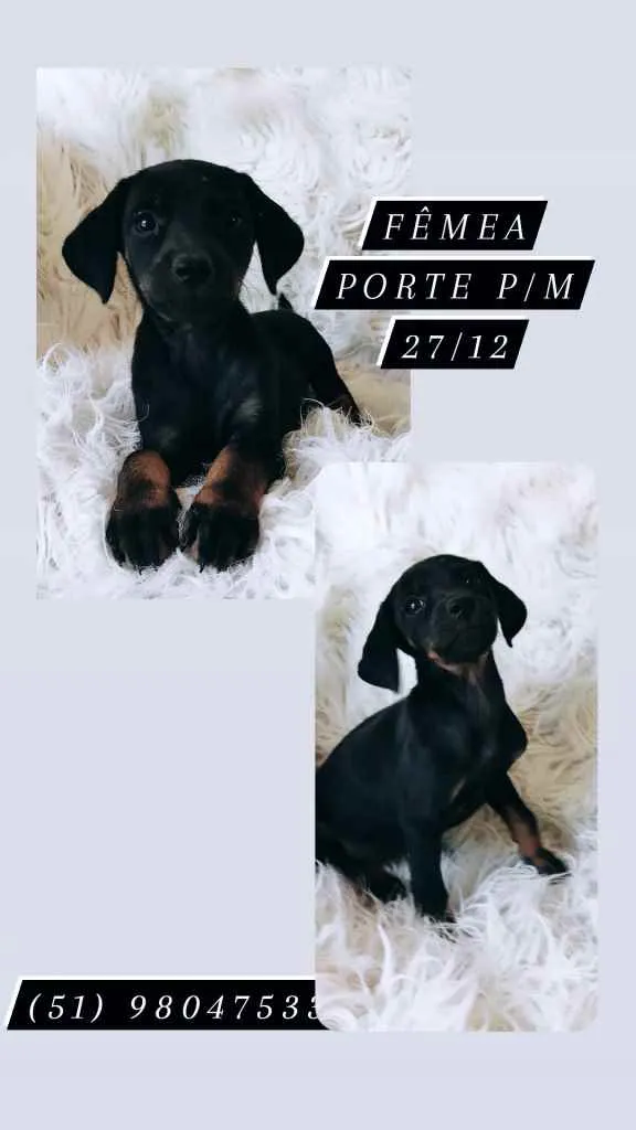 Cachorro ra a Srd idade Abaixo de 2 meses nome Amora
