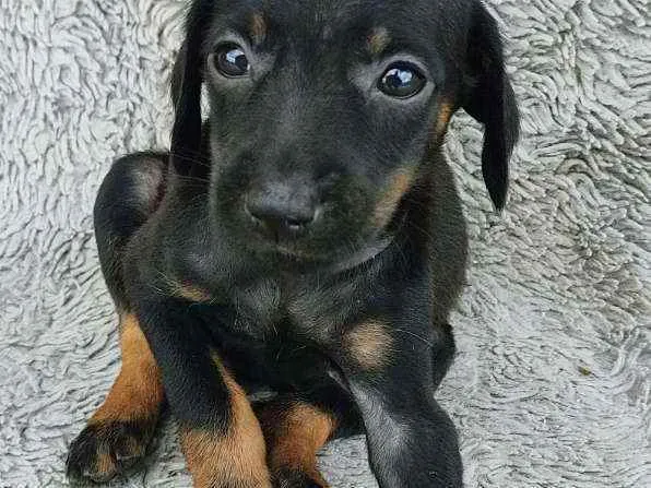 Cachorro ra a Srd idade Abaixo de 2 meses nome Amora