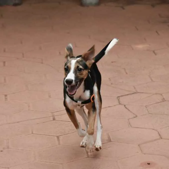 Cachorro raça SRD idade 1 ano nome Tut