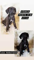 PÉ DE PANO
