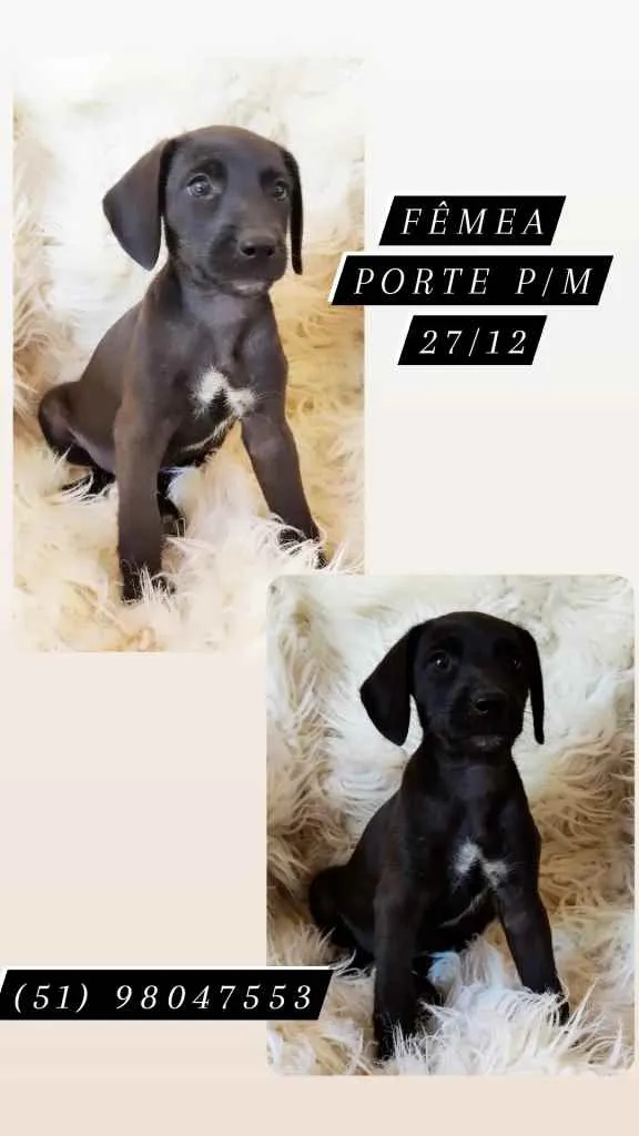 Cachorro ra a Srd idade Abaixo de 2 meses nome PÉ DE PANO