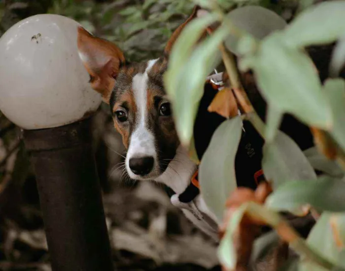 Cachorro raça SRD idade 1 ano nome Tut