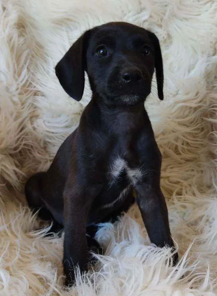 Cachorro ra a Srd idade Abaixo de 2 meses nome PÉ DE PANO