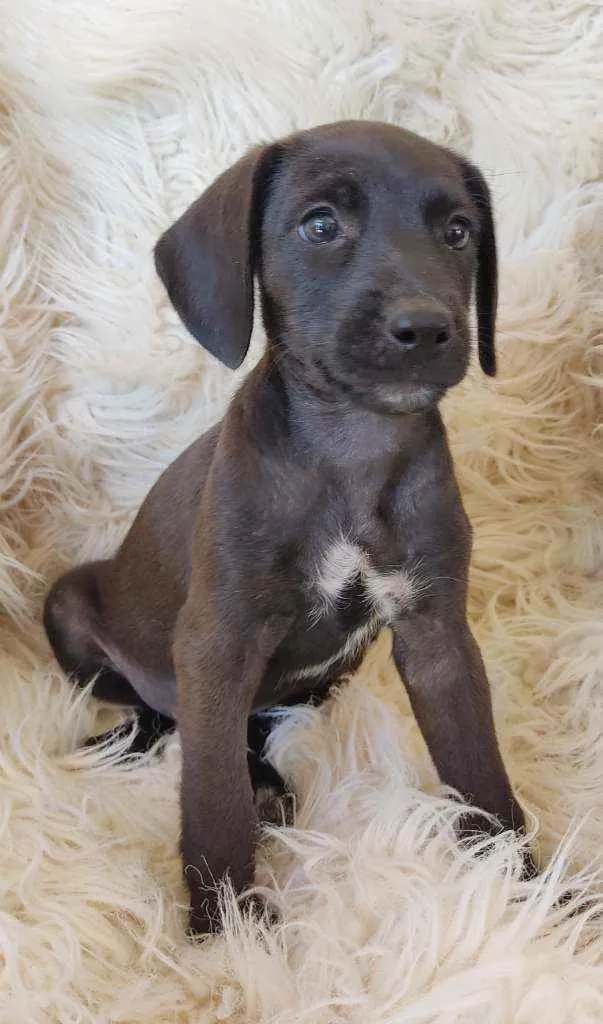 Cachorro ra a Srd idade Abaixo de 2 meses nome PÉ DE PANO